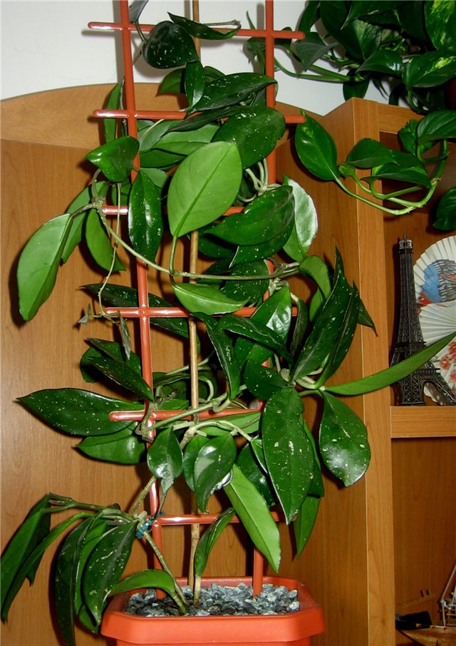 Hoja -